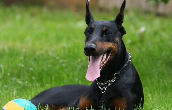 Довольный доберман с мячом