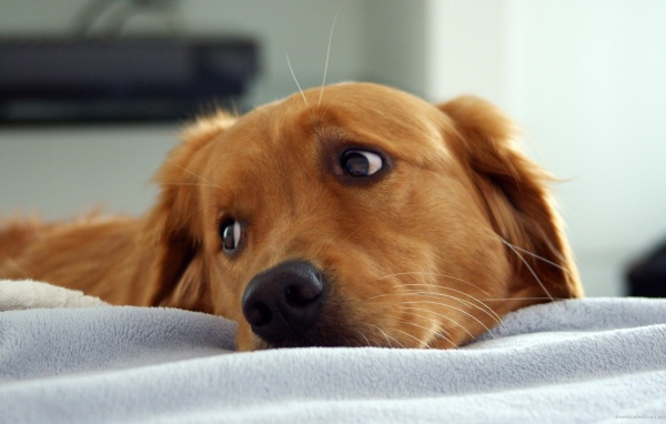 Золотой ретривер в кровати