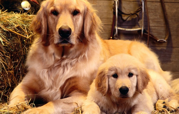 Золотой ретривер с сыном