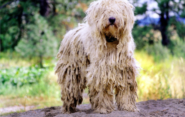 Великолепный пес комондор