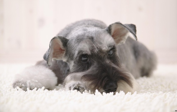 Серый шнауцер лежит на снегу