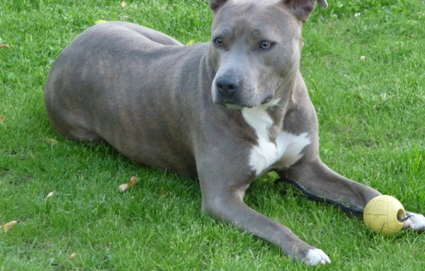 Серый американский стаффордширский терьер