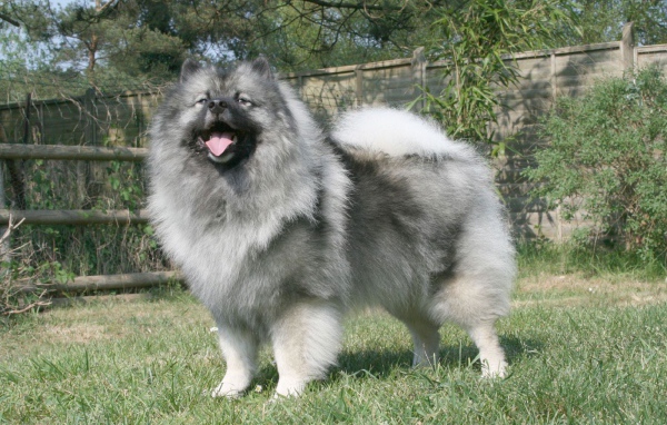 Серый японский шпиц