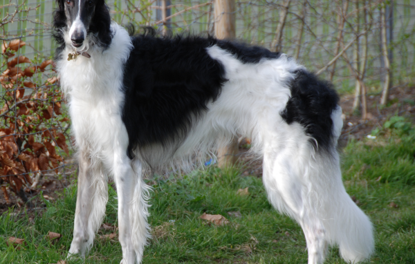 Борзая в парке