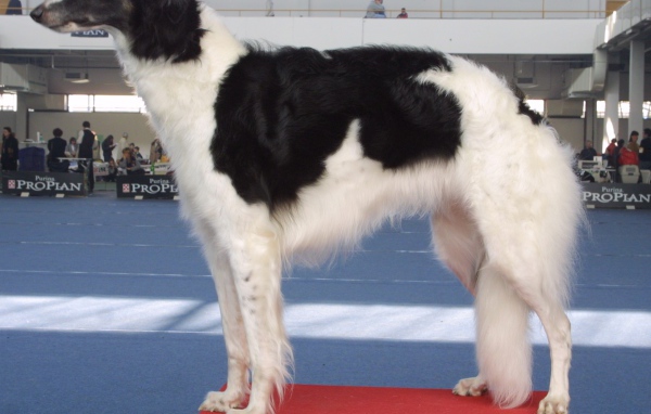 Борзая собака на выставке