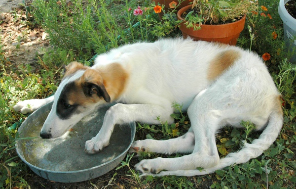 Борзая пьет воду