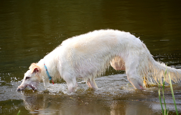 Борзая играет в воде
