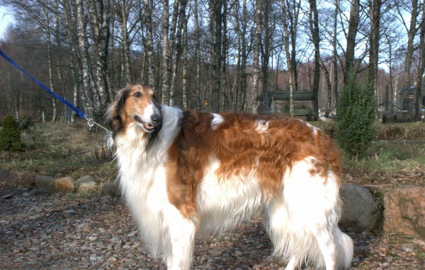 Борзая гуляет на поводке