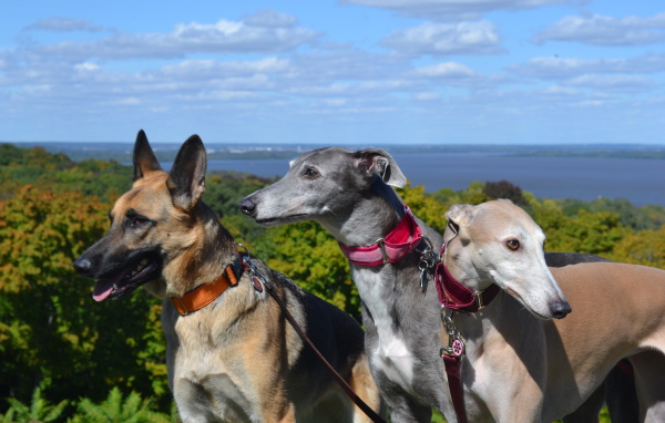 Борзые собаки с овчаркой