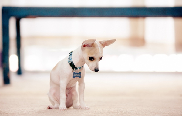 Провинившийся пес чихуахуа