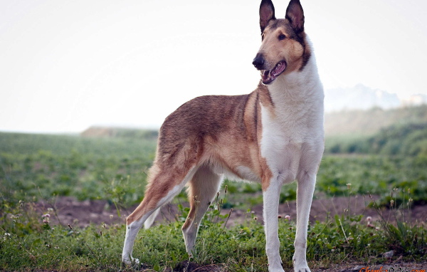 Короткошерстная собака колли