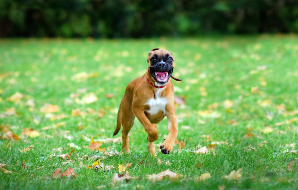 Счастливая собака бежит по траве