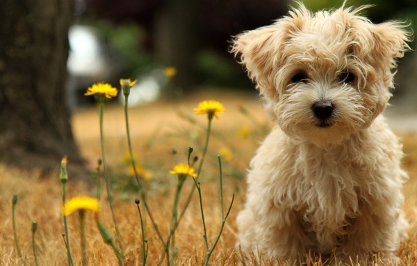 Шелковая собачка