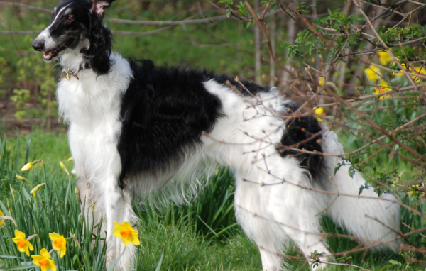 Борзая среди цветов