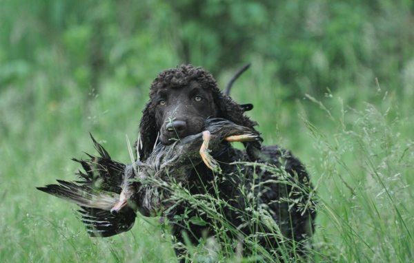 Охотник ирландский водяной спаниель