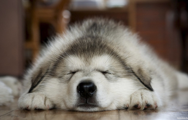 Лайка хаски спит