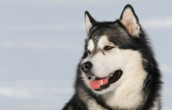 Пес лайка улыбается