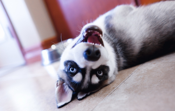 Хаски лежит на полу