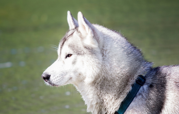 Хаски с ошейником