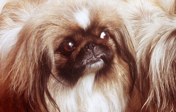 Заинтересованный взгляд пекинеса