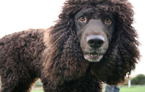 Порода ирландский водяной спаниель