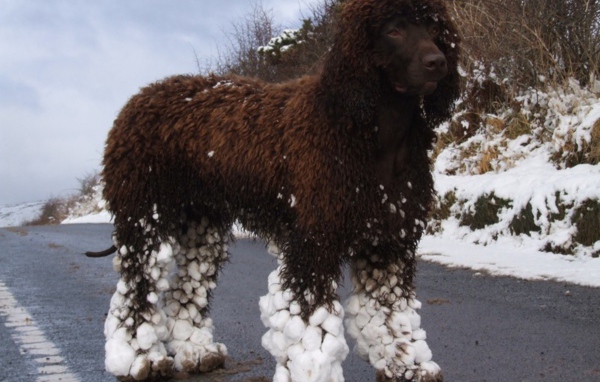 Ирландский водяной спаниель после бега по снегу