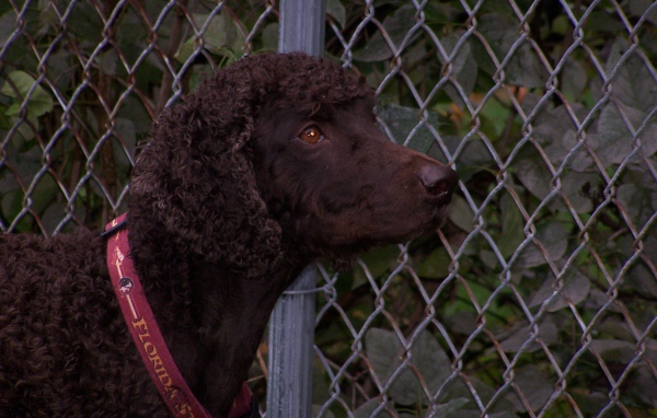 Ирландский водяной спаниель у забора