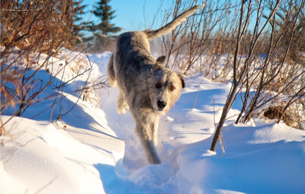 Ирландский волкодав на снегу