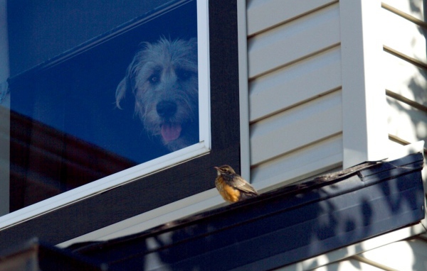 Ирландский волкодав смотрит из окна