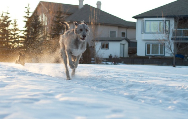 Ирландский волкодав на фоне домов