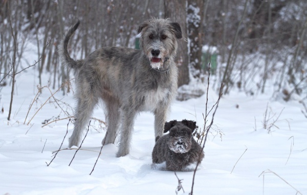 Ирландский волкодав с маленьким другом