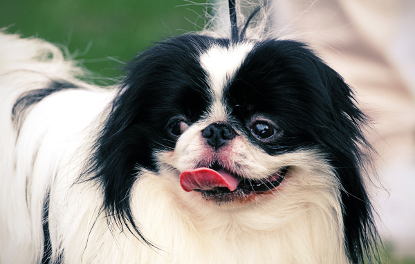 Собака японский хин на поводке