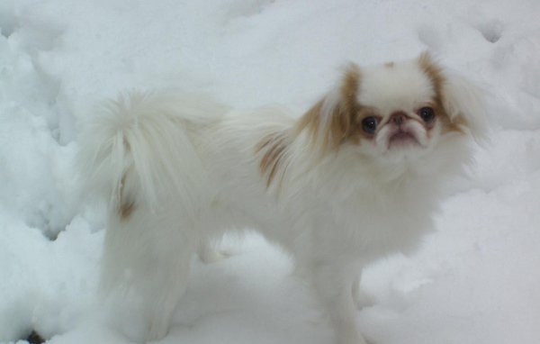 Японский хин на снегу