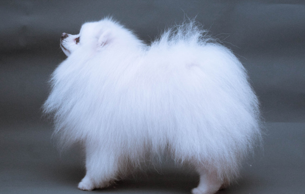 Японский шпиц позирует