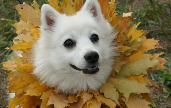 Японский шпиц в осеннем наряде