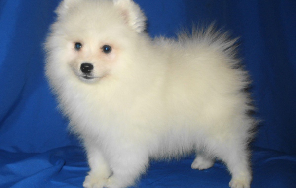 Щенок японского шпица