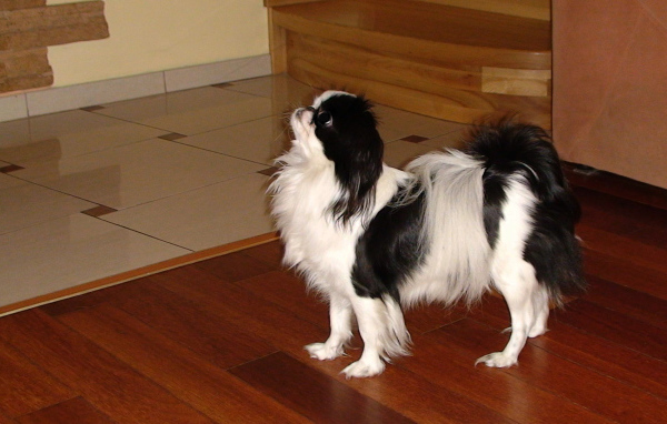 Японский хин на полу