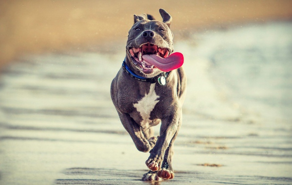 Радостный питбуль бежит