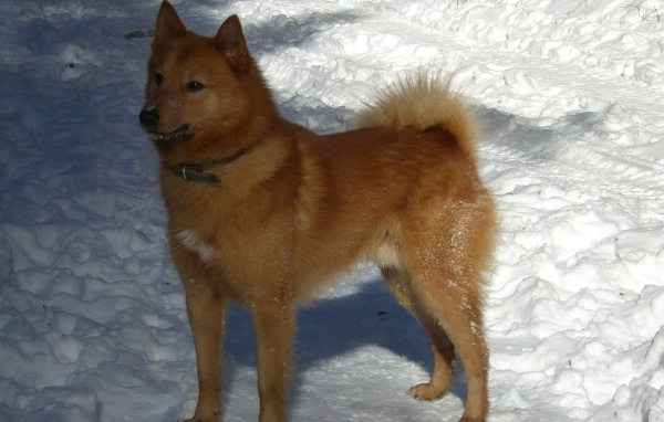 Карело-финская лайка на снегу