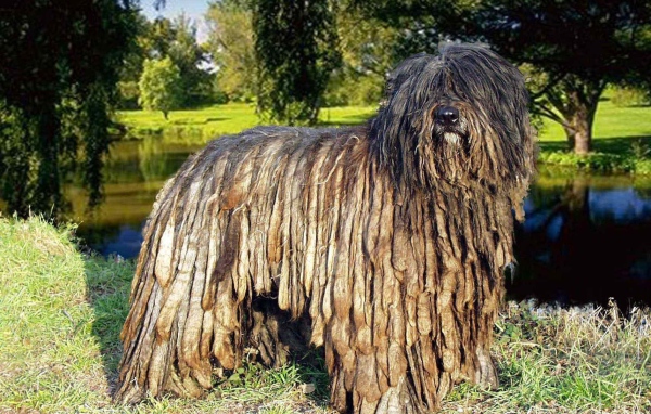 Собака комондор в парке