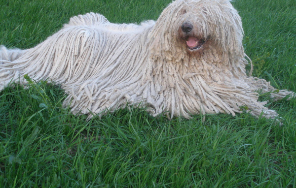 Собака с дредами комондор