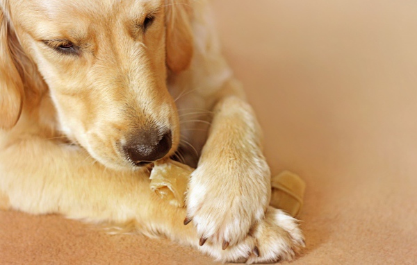 Лабрадор ест