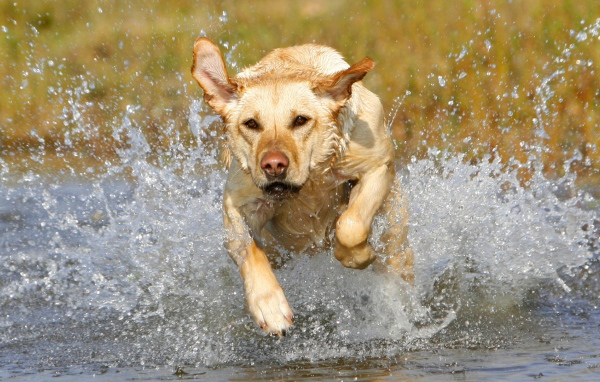 Лабрадор бежит по воде
