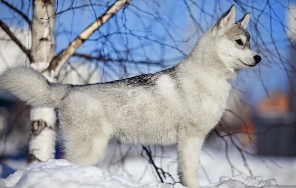 Лайка у березы