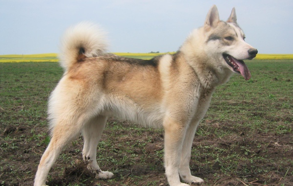 Лайка на просторе