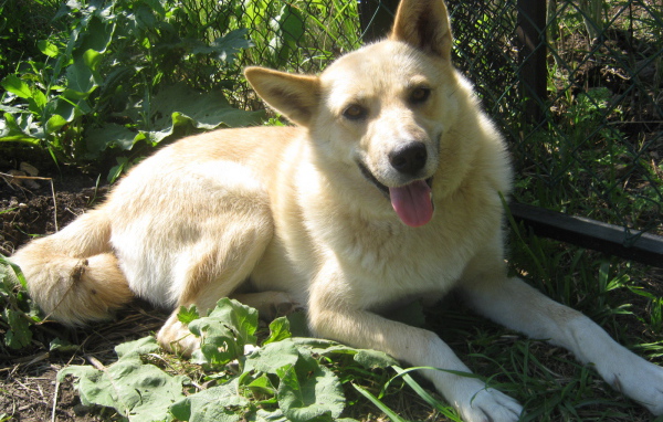 Лайка лежит у забора