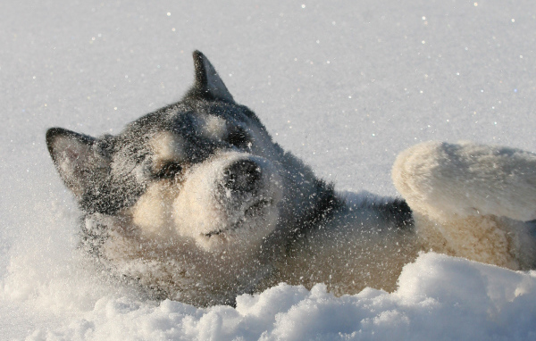 Лайка лежит в снегу