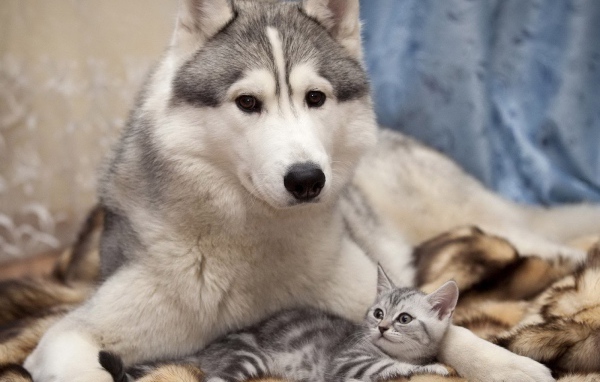 Лайка с котенком