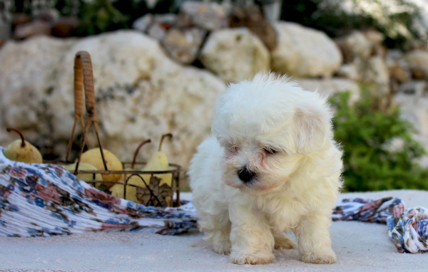 Болонка и корзина фруктов