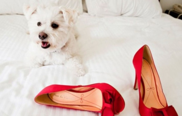 Болонка и красные туфли